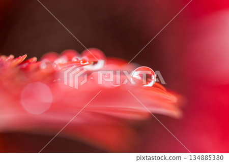 Gerbera close-up Gerbera close-up 134885380