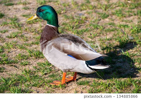 Closeup of gorgeous male mallard duck detailed texture feathers drake green head 134885866