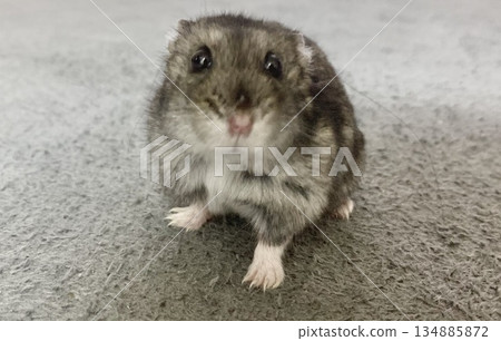 Djangarian hamster 134885872