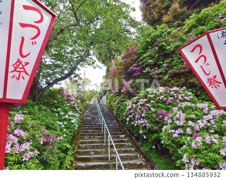 Sugawara Shrine on Mt. Hofukuji, a famous place for azaleas in Buzen, Fukuoka Prefecture Sugawara Shrine on Mt. Hofukuji, a famous place for azaleas in Buzen, Fukuoka Prefecture 134885932