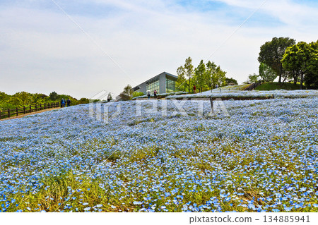 大分縣杵築市露露公園的粉蝶花田 大分縣杵築市露露公園的粉蝶花田 134885941
