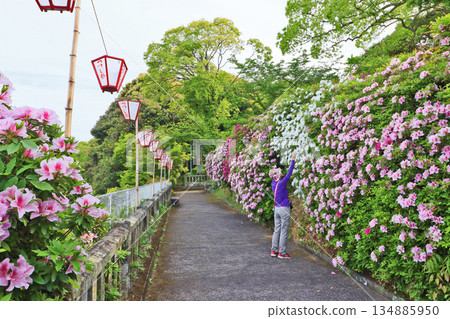 A famous azalea spot: Hofukujiyama Azalea Park in Buzen City, Fukuoka Prefecture 134885950