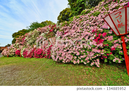 Azaleas in full bloom at Hofukujiyama Azalea Park in Buzen City, Fukuoka Prefecture Azaleas in full bloom at Hofukujiyama Azalea Park in Buzen City, Fukuoka Prefecture 134885952