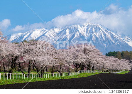 岩手縣 / 春季白雪皚皚的岩手山、小岩井農場（小岩井牧場）和櫻花樹（櫻花街道） 134886117