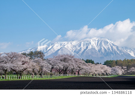 Iwate Prefecture / Snow-capped Mt. Iwate in spring and Koiwai Farm (Koiwai Ranch) cherry blossom trees (Sakura Kaido) 134886118