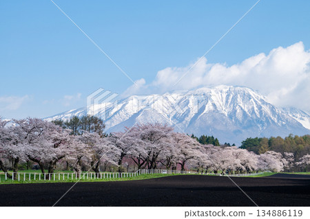 岩手縣 / 春季白雪皚皚的岩手山、小岩井農場(小岩井牧場)和櫻花樹(櫻花街道) 岩手縣 / 春季白雪皚皚的岩手山、小岩井農場(小岩井牧場)和櫻花樹(櫻花街道) 134886119