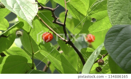 Kozo fruit 134886165