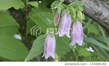 花竹花 花竹花 134886168