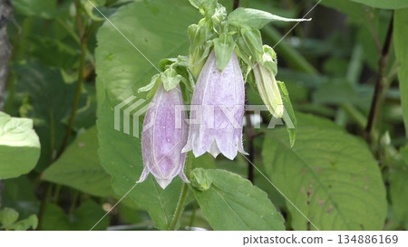 花竹花 花竹花 134886169