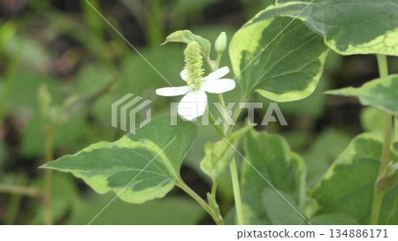 Dokudami flower Dokudami flower 134886171