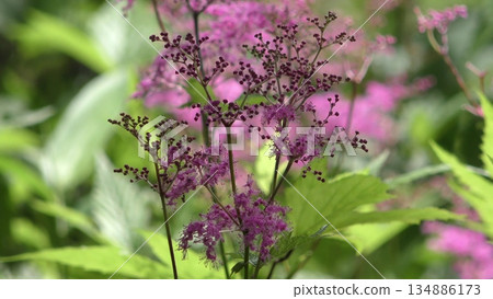 Shimotsu的芽 134886173