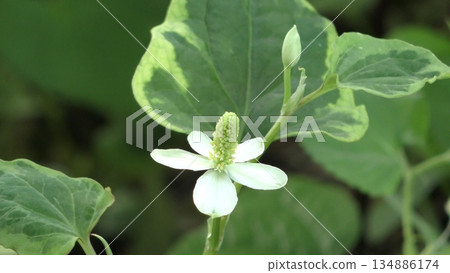 Dokudami花 Dokudami花 134886174