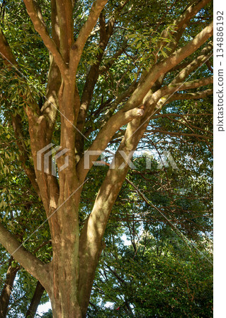 Trees that shine in the blue sky Trees that shine in the blue sky 134886192