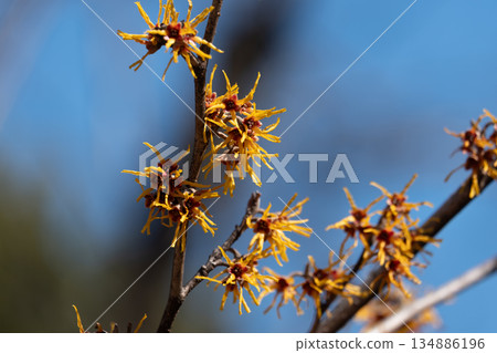 Mansaku花開花在藍天 134886196