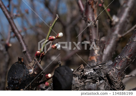 Spring budding trees 134886199