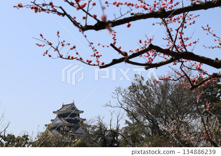 Plum grove at Okayama Korakuen Garden (Okayama Prefecture) Plum grove at Okayama Korakuen Garden (Okayama Prefecture) 134886239