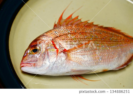 Fresh fish: Blood sea bream (Chidai/Anasadai) Fresh fish: Blood sea bream (Chidai/Anasadai) 134886251