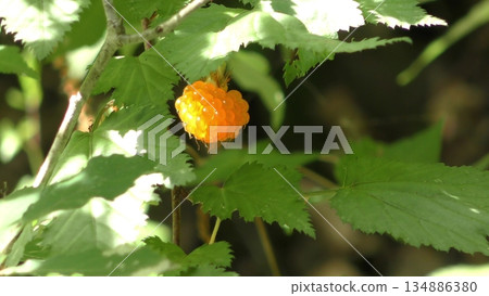 Blackberry fruit Blackberry fruit 134886380