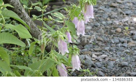 花竹花 134886383