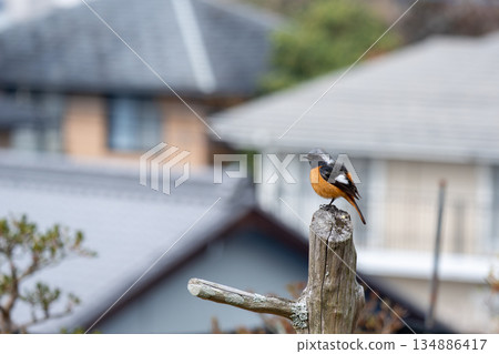 在樹的一隻鳥 在樹的一隻鳥 134886417