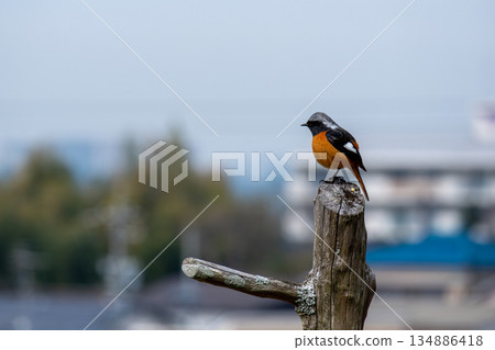 Wild bird perched on a tree 134886418