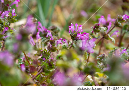 Close-up of purple wildflowers 134886420
