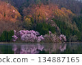 Omachi cherry tree of Nakanishi 134887165