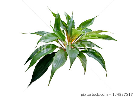 Chlorophytum amaniense 'Fire Flash', Sierra Leone Lily 134887517