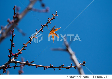Blue sky and fallen leaves on the branches 134887718