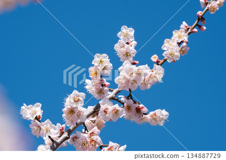 發光在藍天的白色李子 134887729