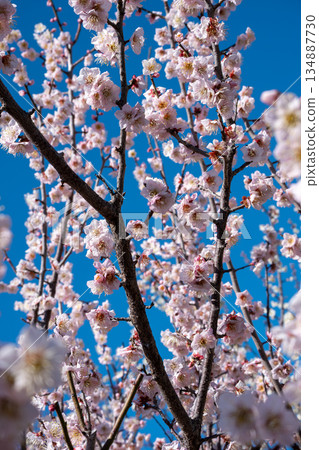 春日美景,梅花盛開。 春日美景,梅花盛開。 134887730