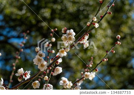 春日美景,白梅盛開 春日美景,白梅盛開 134887733