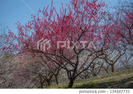 一片盛開的紅梅花海 一片盛開的紅梅花海 134887735