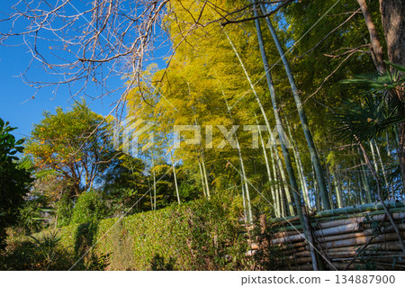 竹林和樹籬 竹林和樹籬 134887900