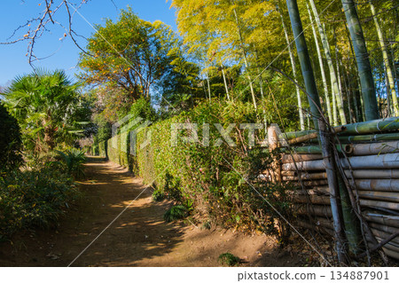 竹林和村莊道路 竹林和村莊道路 134887901