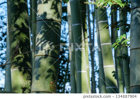 Bamboo forest leaves 134887904