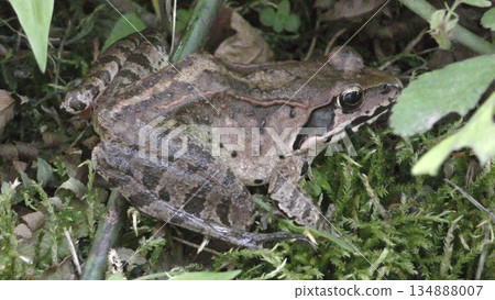 日本黑蛙 日本黑蛙 134888007