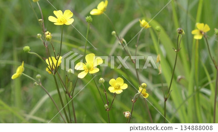毛茛花 毛茛花 134888008