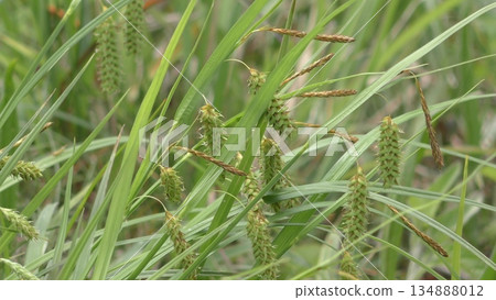 A gouso swaying in the wind A gouso swaying in the wind 134888012