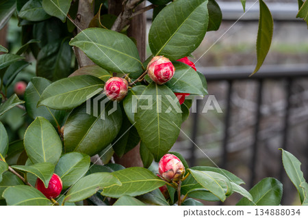 Tree with red buds and green leaves 134888034