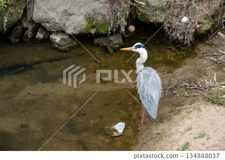 Gray heron standing by the riverside 134888037