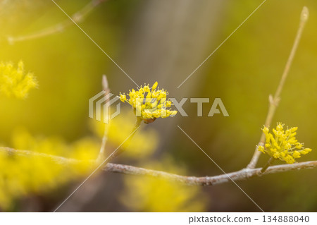 黃色花朵的特寫照片 134888040