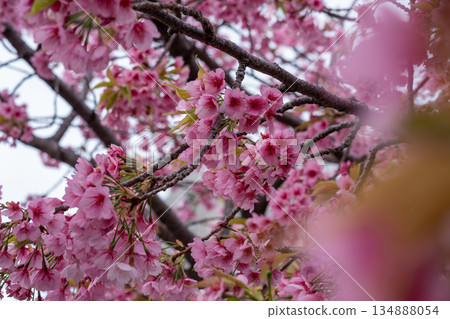 Cherry blossoms in full bloom Cherry blossoms in full bloom 134888054