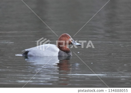 A pochard swimming in the river 134888055