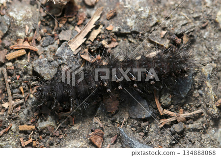 A black-bodied tiger moth larva with long stinging hairs (outdoor field insect macro photography) 134888068