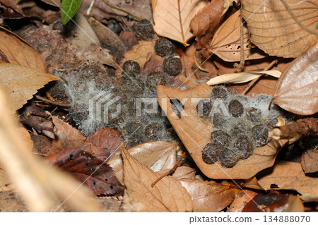 冬季，落葉上會生長多種黴菌和產糞真菌，這些真菌會用白色毛髮覆蓋食肉野生動物的糞便。 134888070