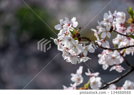 櫻花盛開 櫻花盛開 134888088