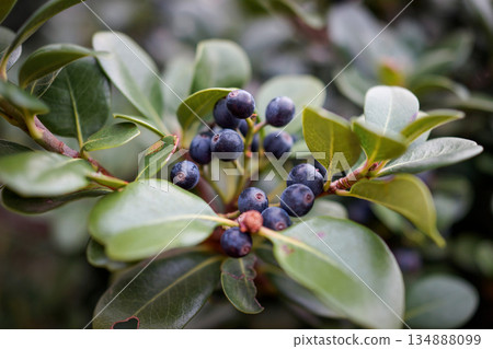 Close-up of the black fruits and green leaves of Umbelia umbellata 134888099