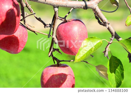San Fuji Apple Orchard 134888100