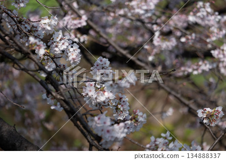 櫻花枝條 134888337